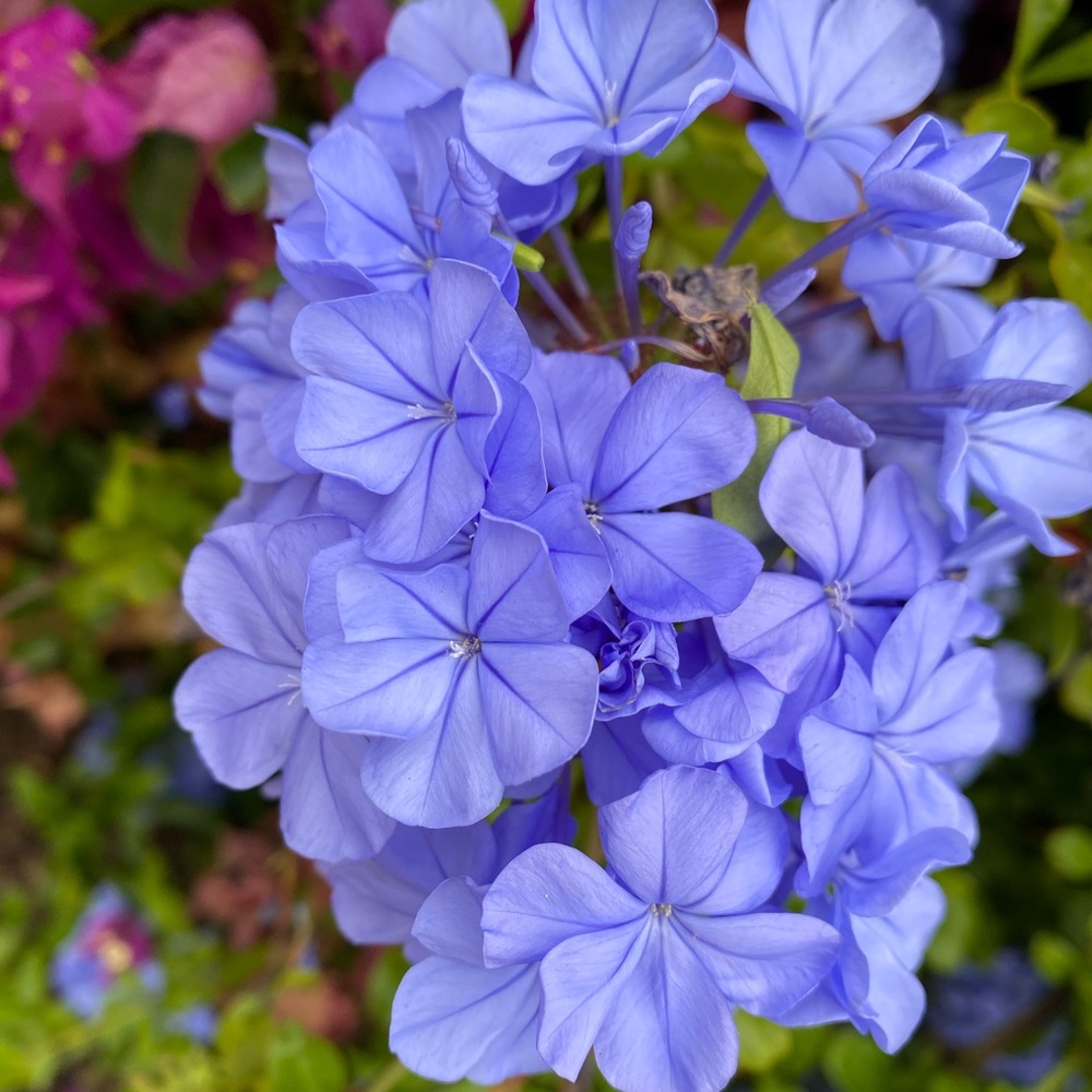 Meet your Posher, Maisy